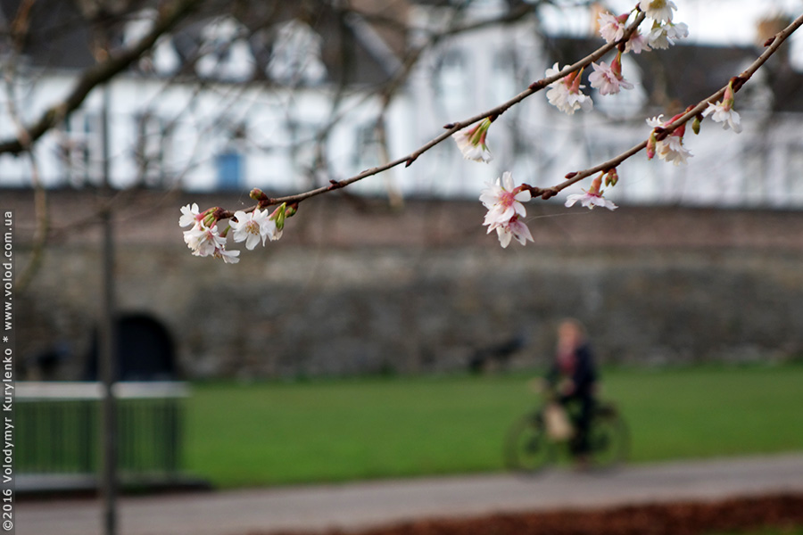 photo from slideshow