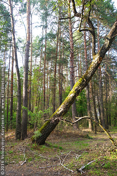 photo from slideshow