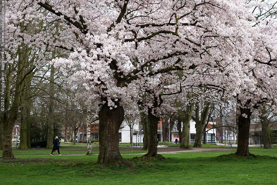 photo from slideshow