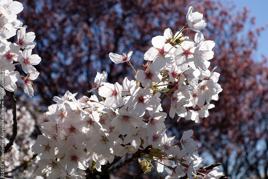 photo from slideshow